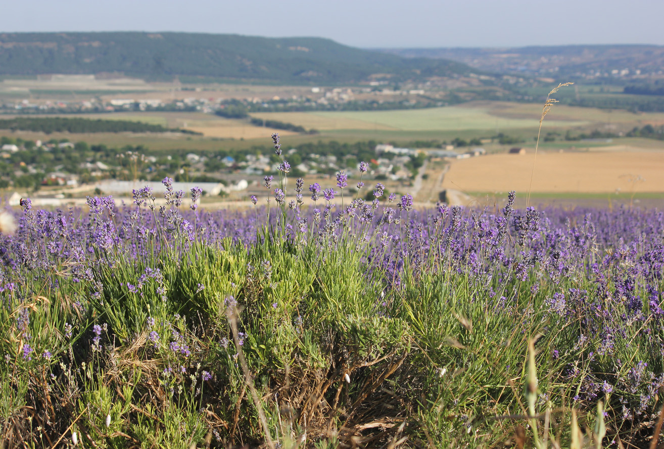 Тургеневка, image of landscape/habitat.