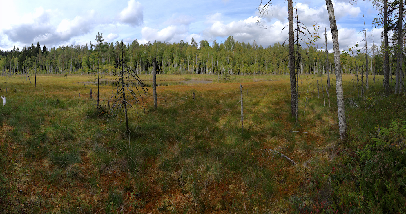 Окрестности Ихалы, image of landscape/habitat.