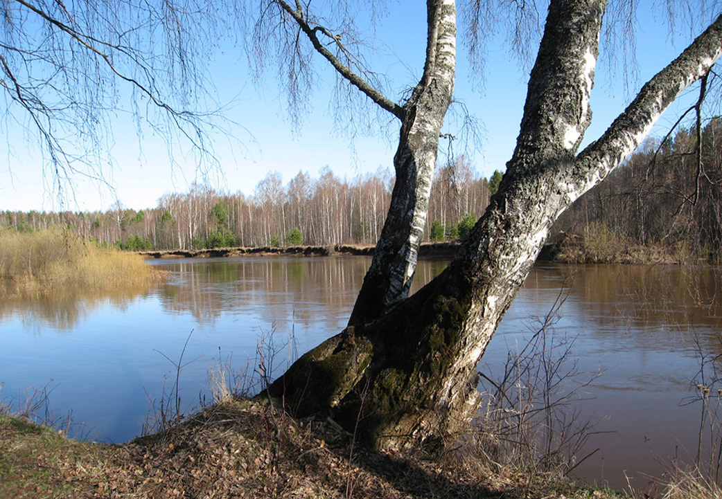Селище, image of landscape/habitat.