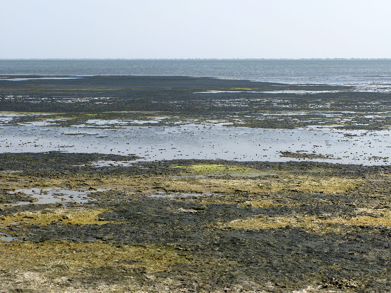 Витязевский лиман, image of landscape/habitat.