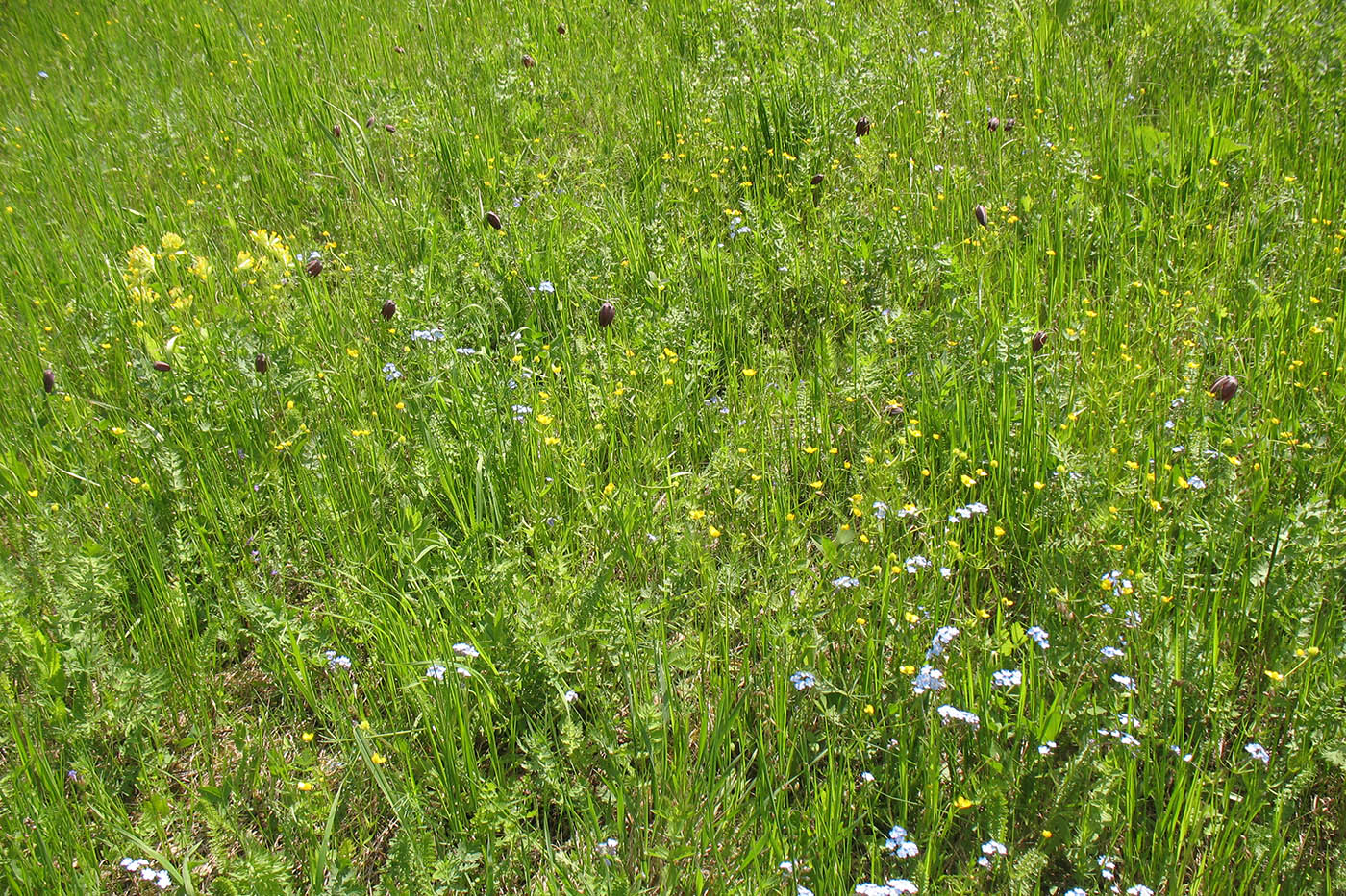 Приокско-Террасный заповедник, image of landscape/habitat.