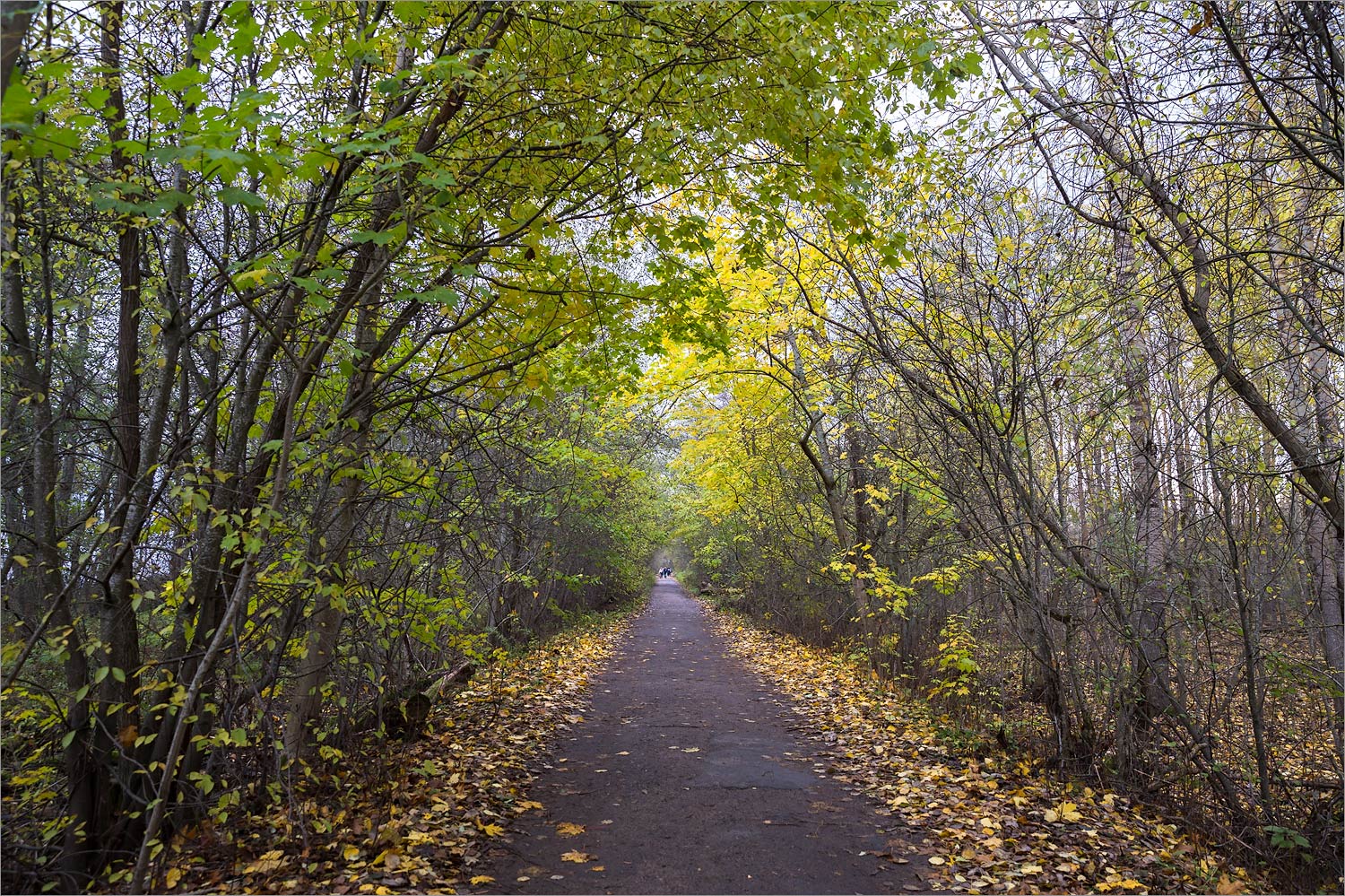 Западный Котлин, image of landscape/habitat.