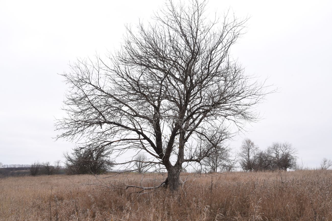 Окрестности села Хитрово, image of landscape/habitat.