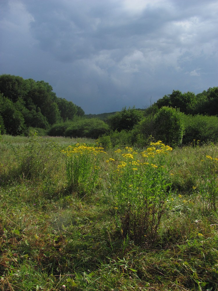 Долгоруковская яйла, image of landscape/habitat.