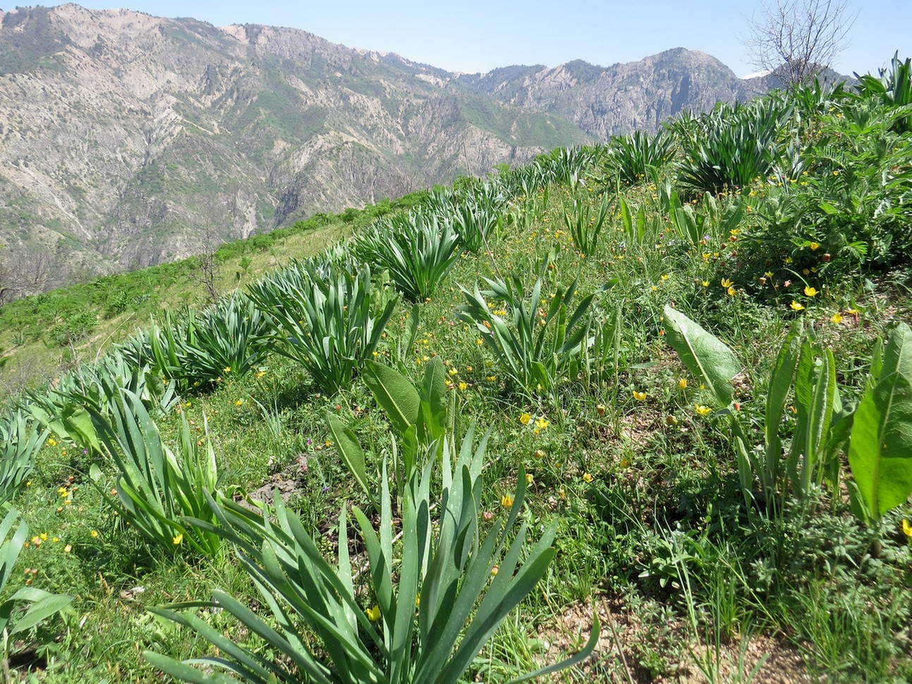 Кондара, image of landscape/habitat.