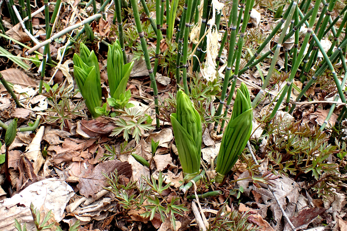 Комсомольск и окрестности, image of landscape/habitat.