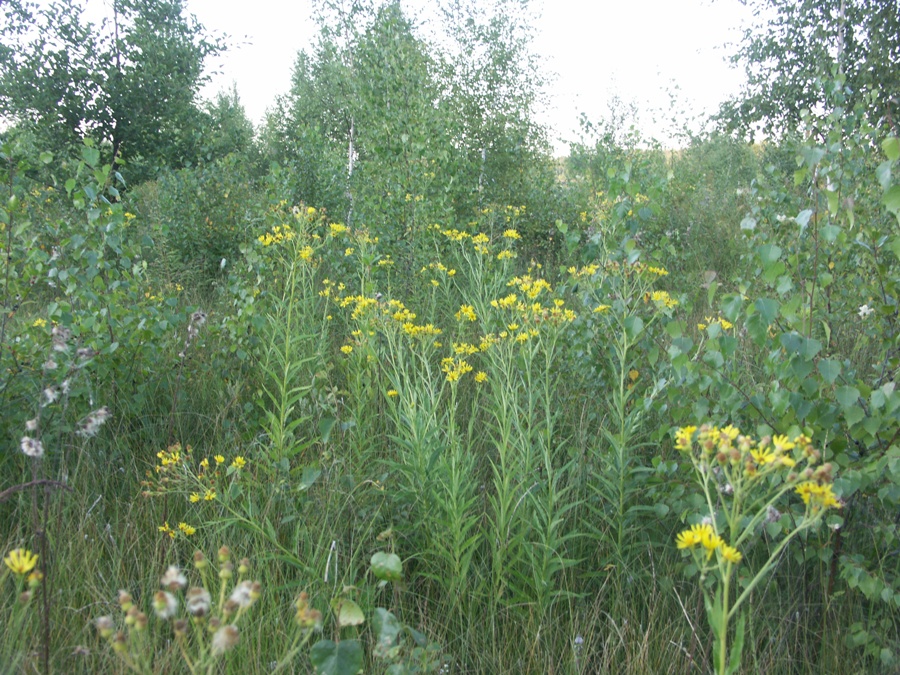 Болото у реки Обдех, image of landscape/habitat.