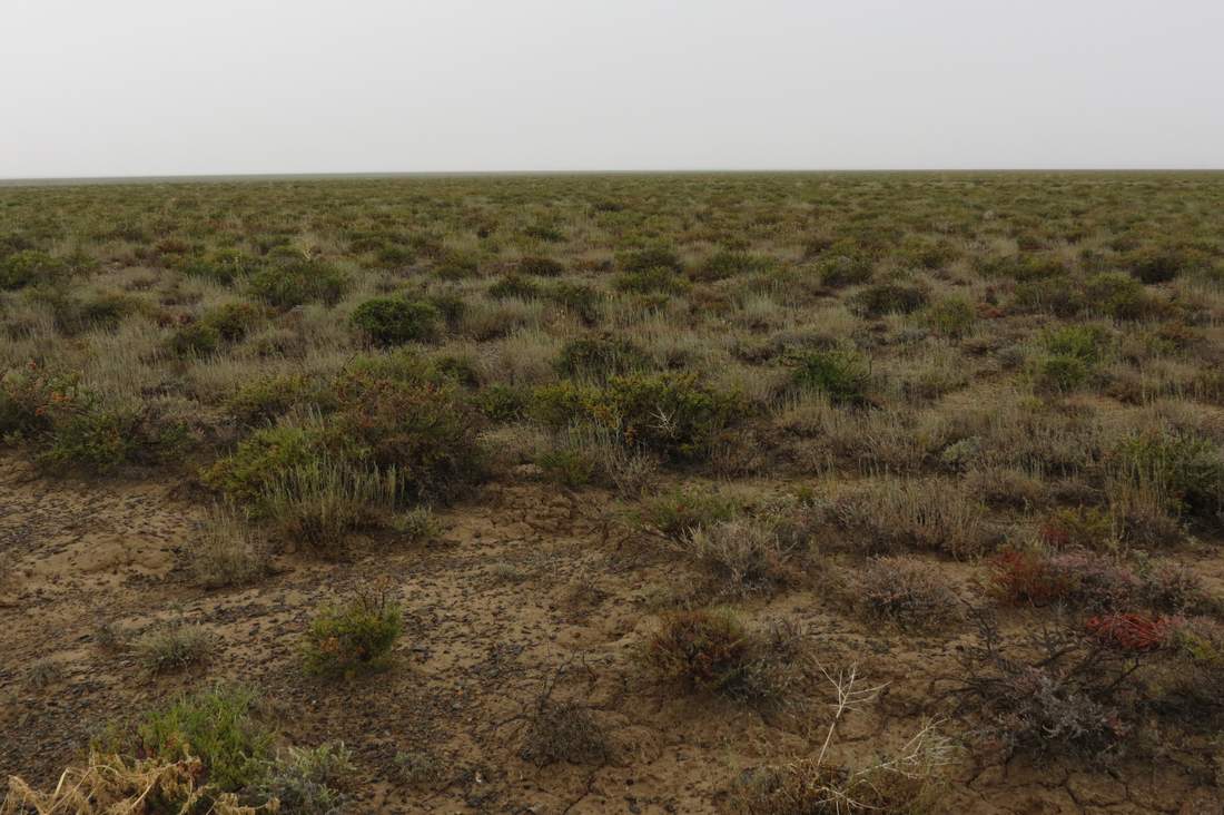 Северо-восточный берег Балхаша, image of landscape/habitat.