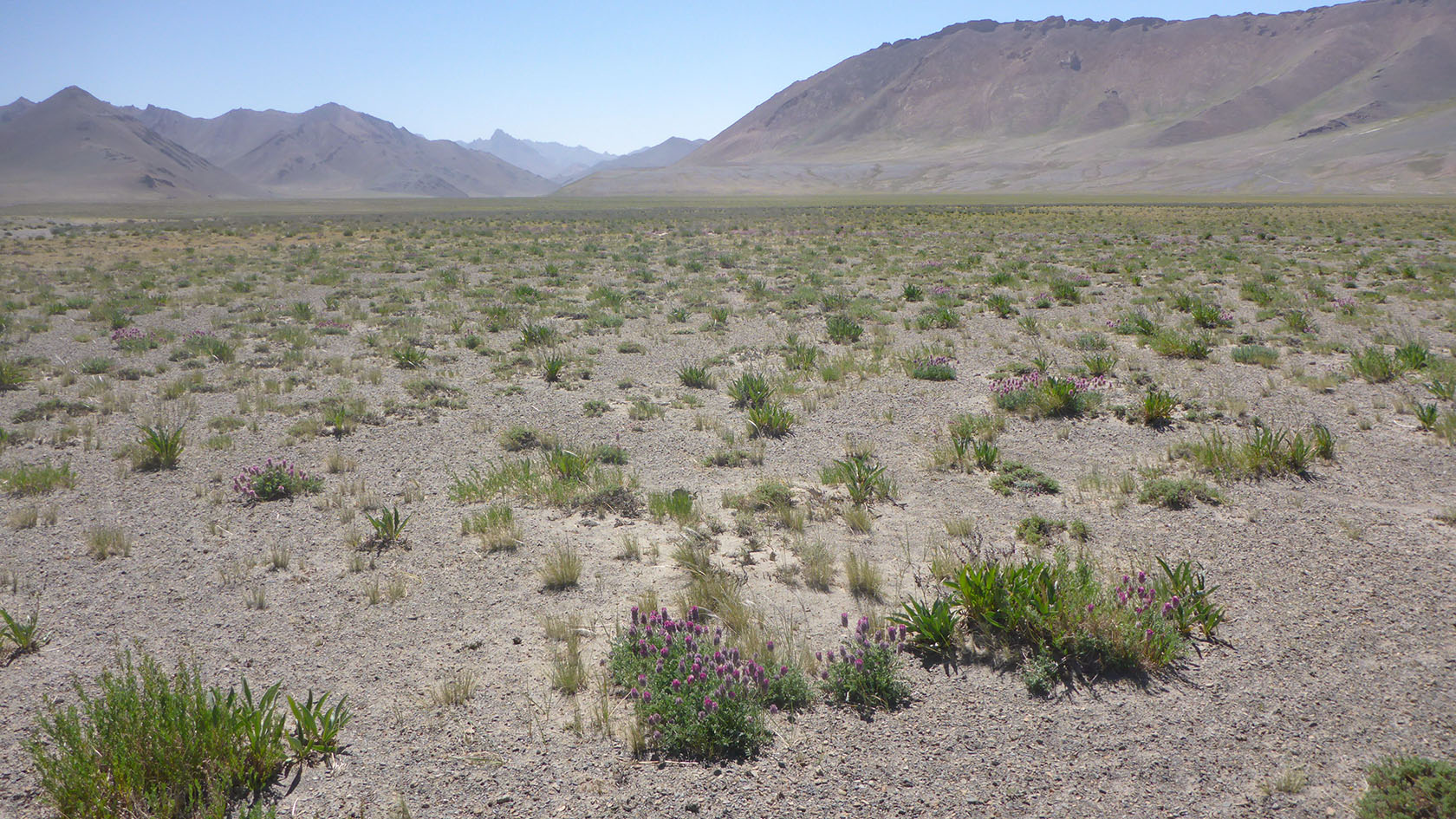Аличурская долина, image of landscape/habitat.
