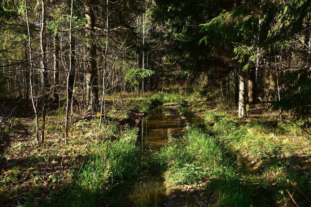 Каверино, image of landscape/habitat.