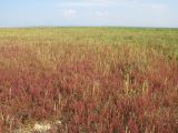 Витязевский лиман, image of landscape/habitat.