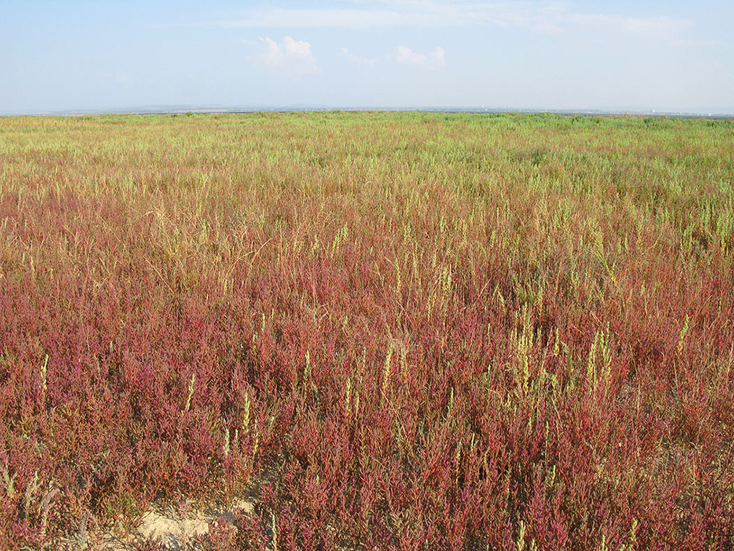 Витязевский лиман, image of landscape/habitat.