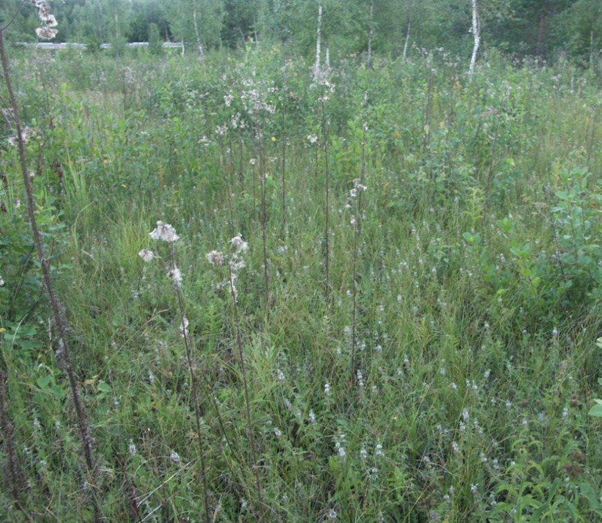 Болото у реки Обдех, image of landscape/habitat.