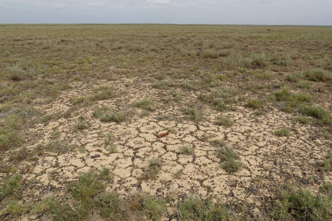 Северо-восточный берег Балхаша, image of landscape/habitat.