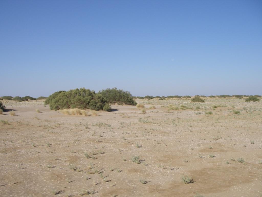 Барсакельмес, image of landscape/habitat.
