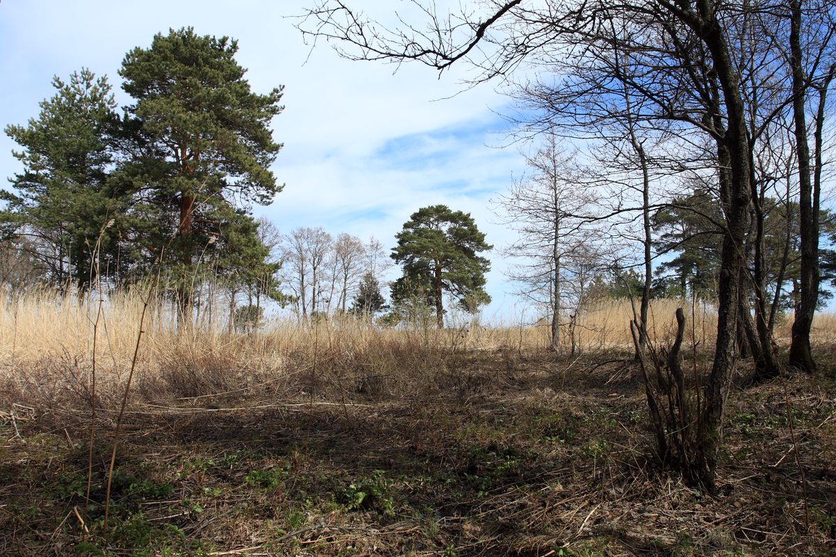 Большая Ижора, image of landscape/habitat.