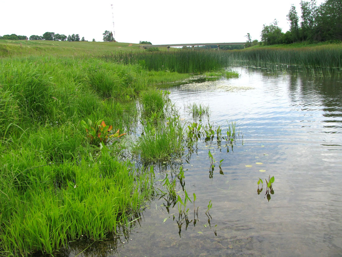 Корожечна у Масальского, image of landscape/habitat.