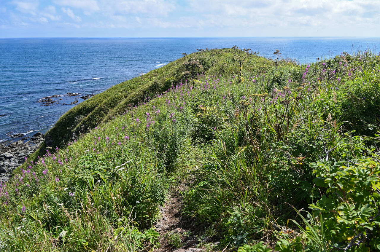 Мыс Острый, image of landscape/habitat.