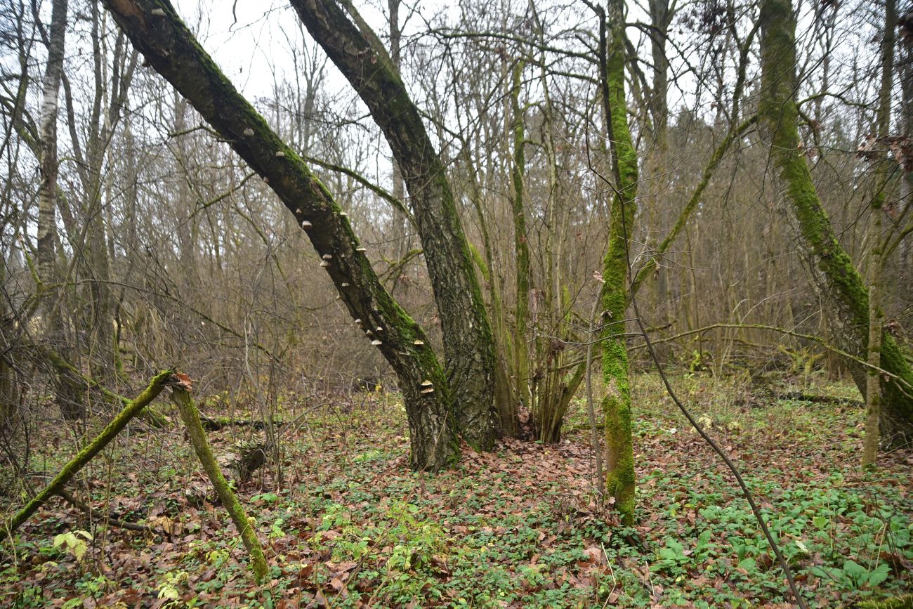 Окрестности деревни Чёлохово, изображение ландшафта.