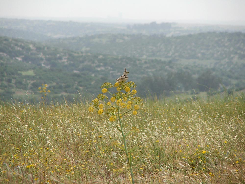 Мареша, image of landscape/habitat.