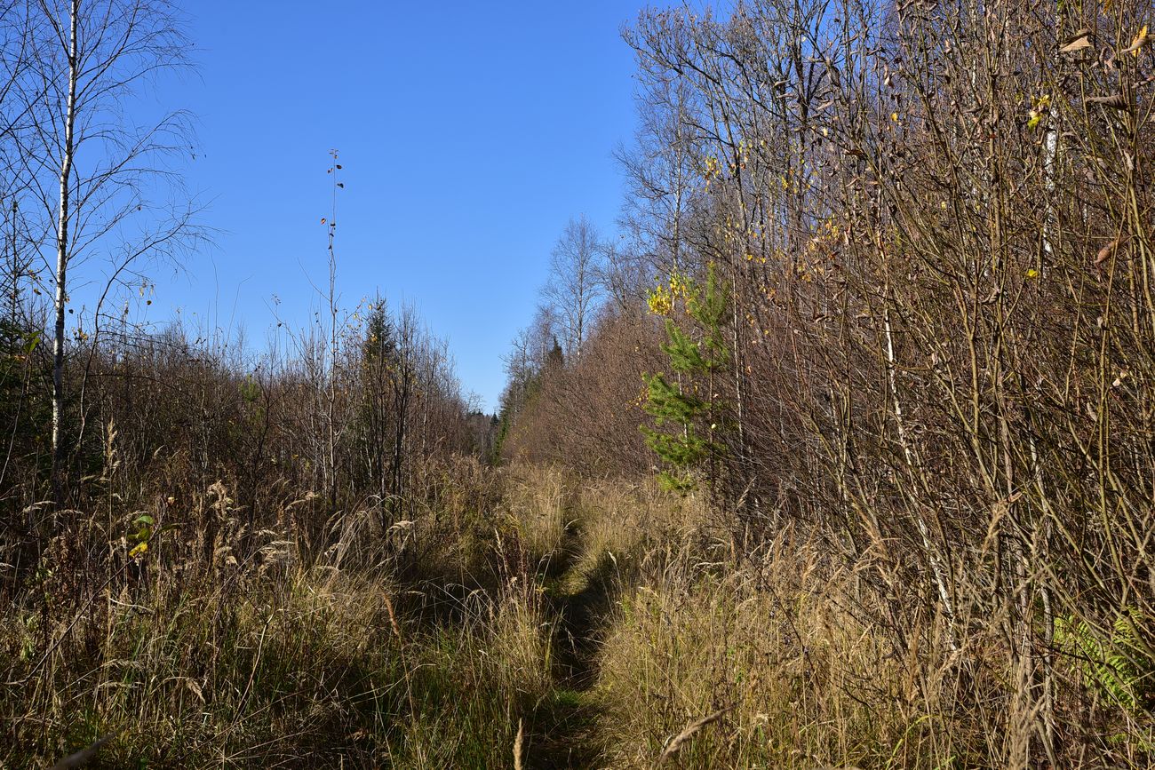Каверино, image of landscape/habitat.