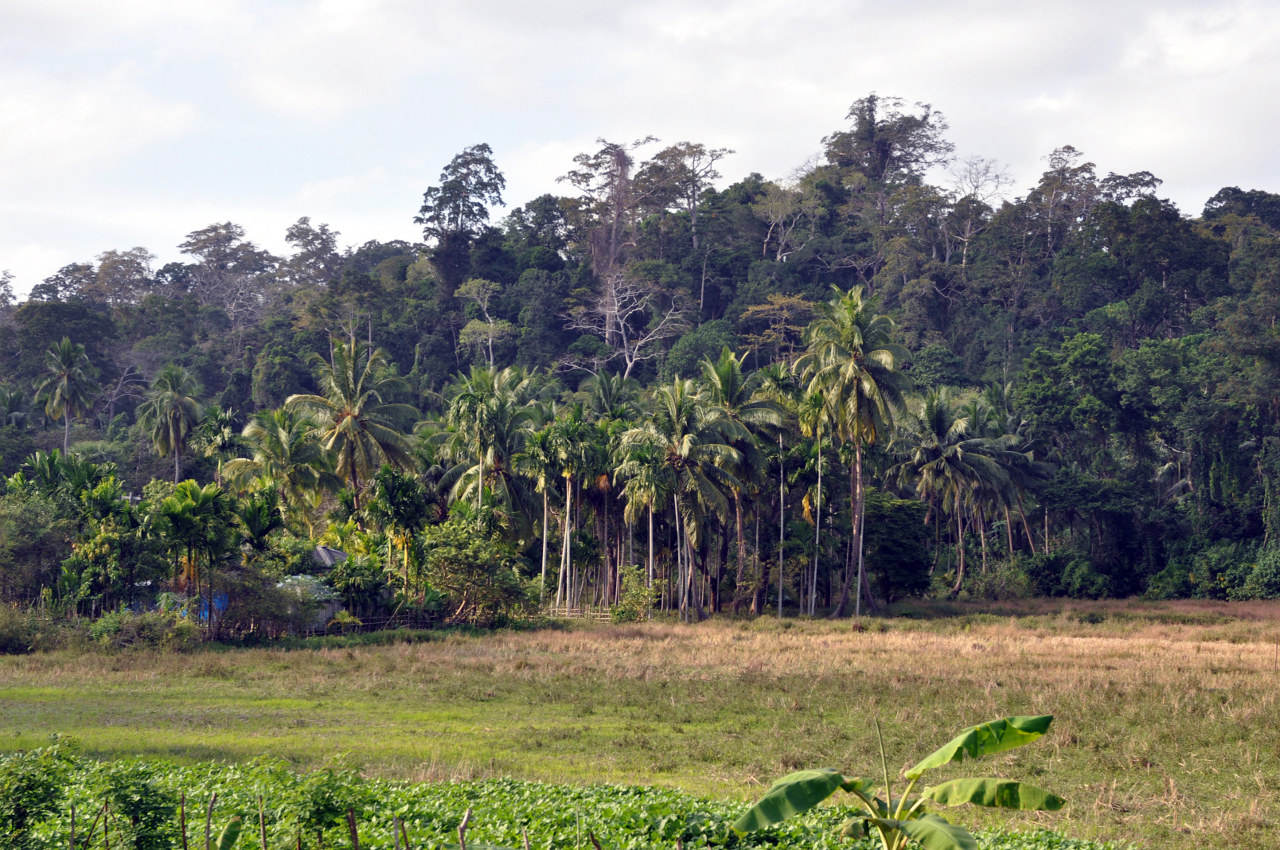 Окрестности города Диглипур, image of landscape/habitat.