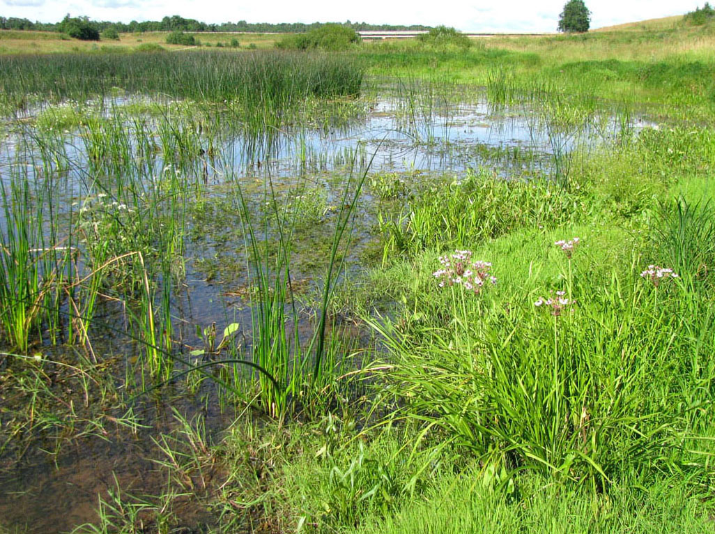 Корожечна у Масальского, image of landscape/habitat.