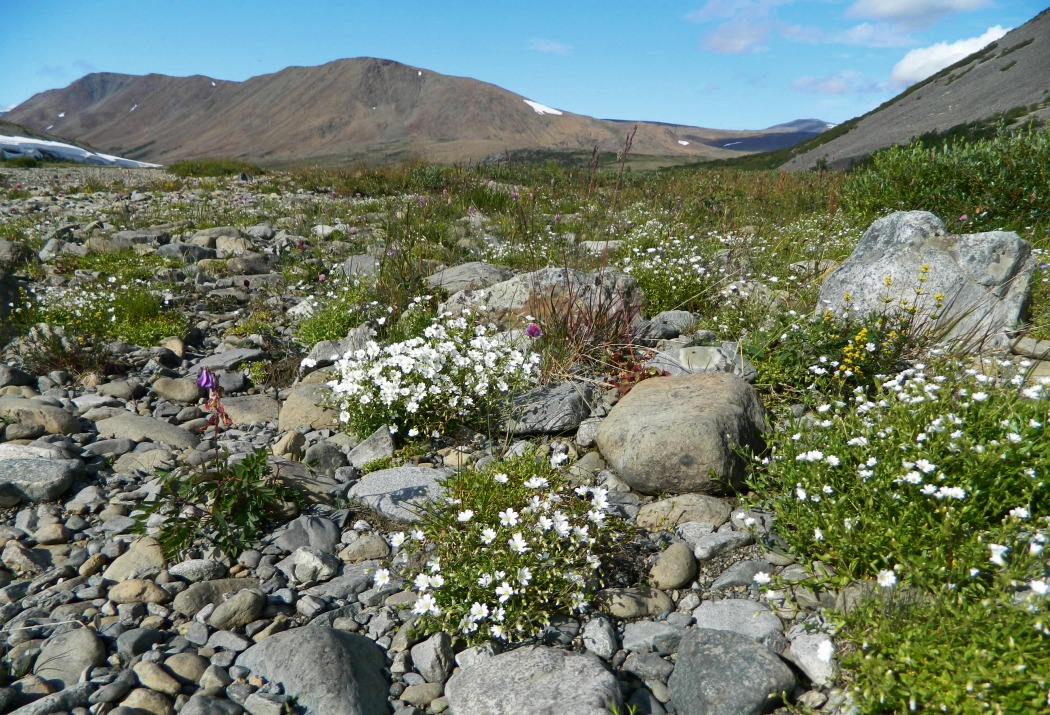 Малая Лагорта, image of landscape/habitat.