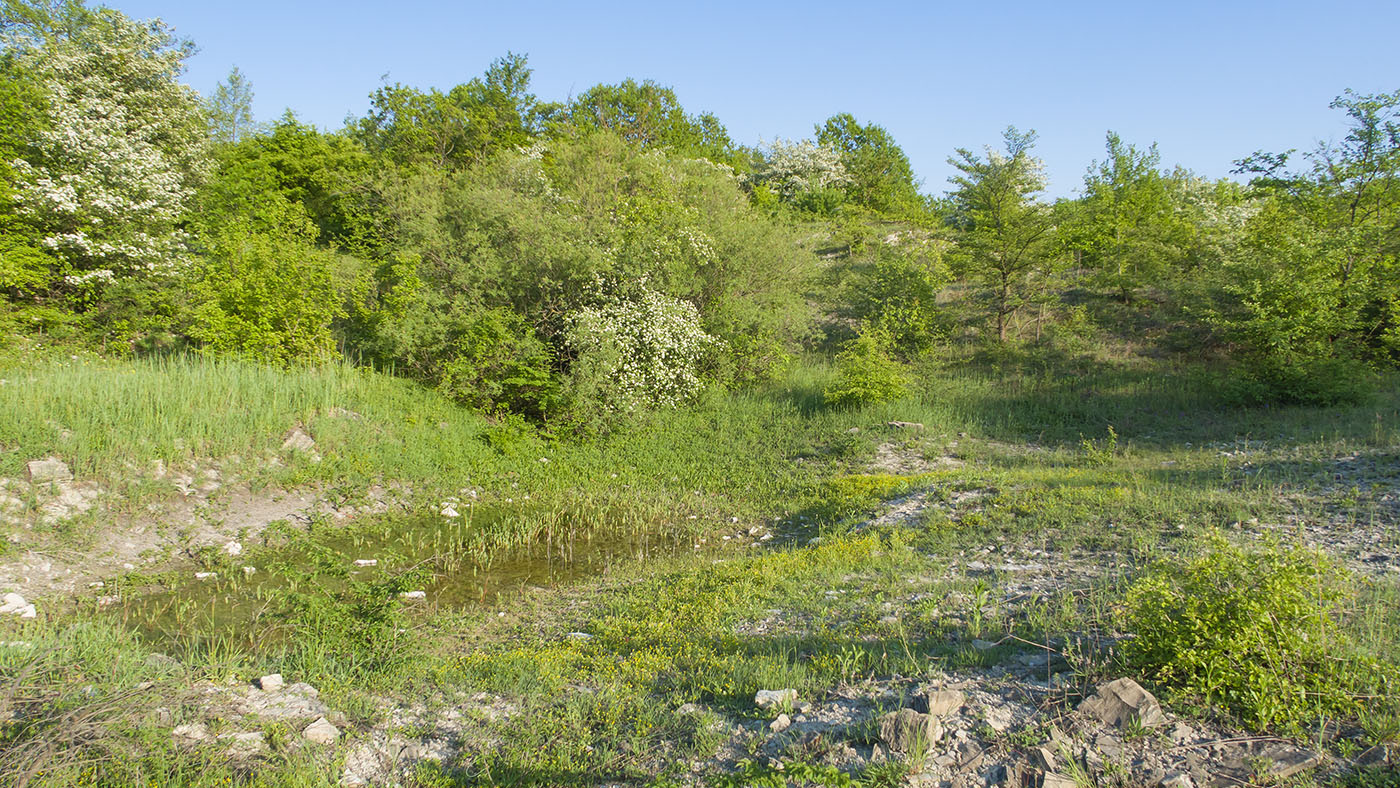 Озерцо на дне карьера, image of landscape/habitat.