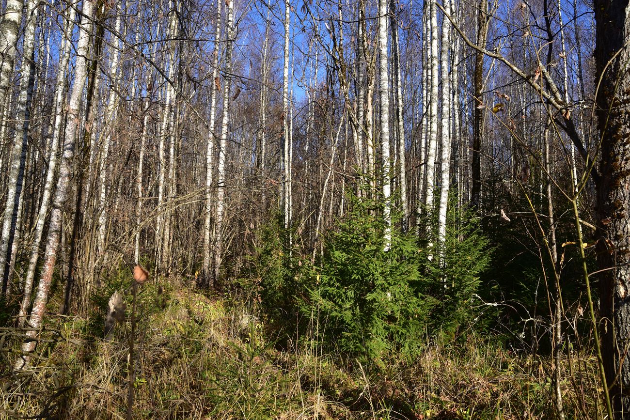 Каверино, image of landscape/habitat.