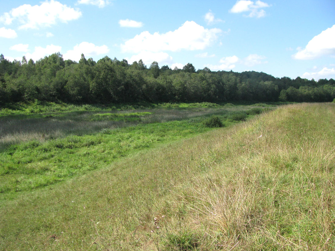 Корожечна у Масальского, image of landscape/habitat.