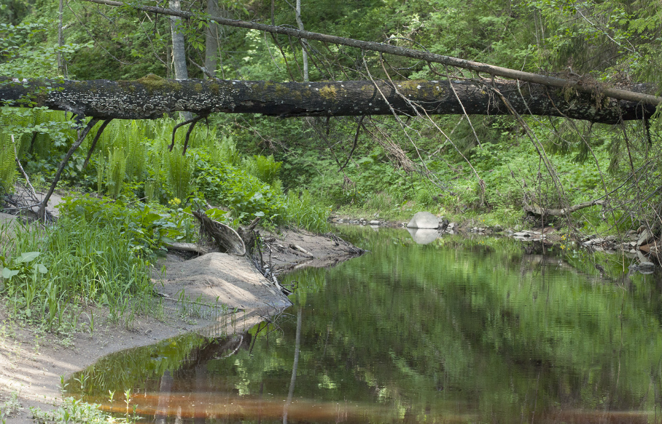 Антипино, image of landscape/habitat.