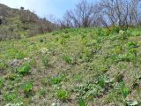 Кондара, image of landscape/habitat.