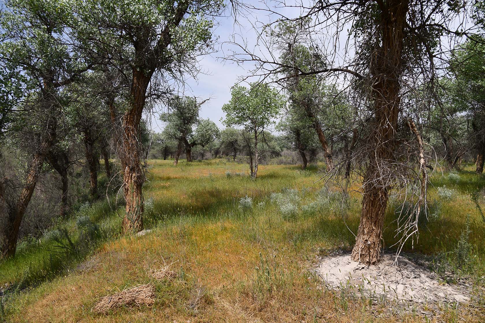 "Королевская дача", image of landscape/habitat.