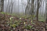 Тёмная Щель и притоки, image of landscape/habitat.