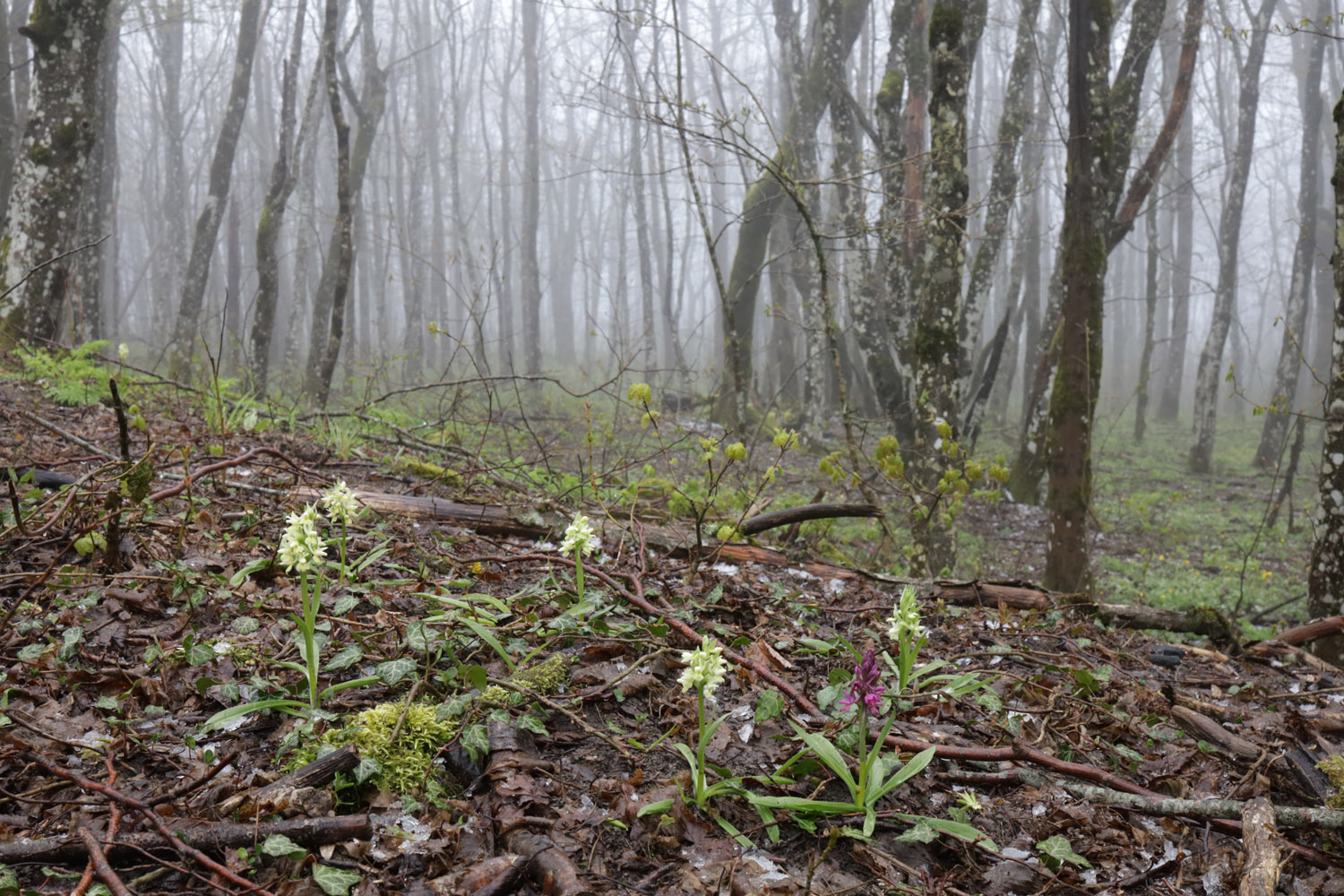 Тёмная Щель и притоки, image of landscape/habitat.