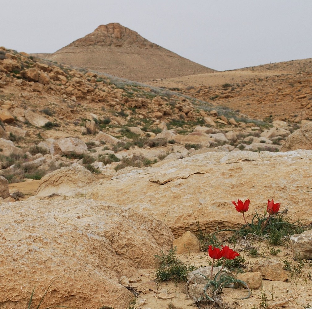 Негев, image of landscape/habitat.