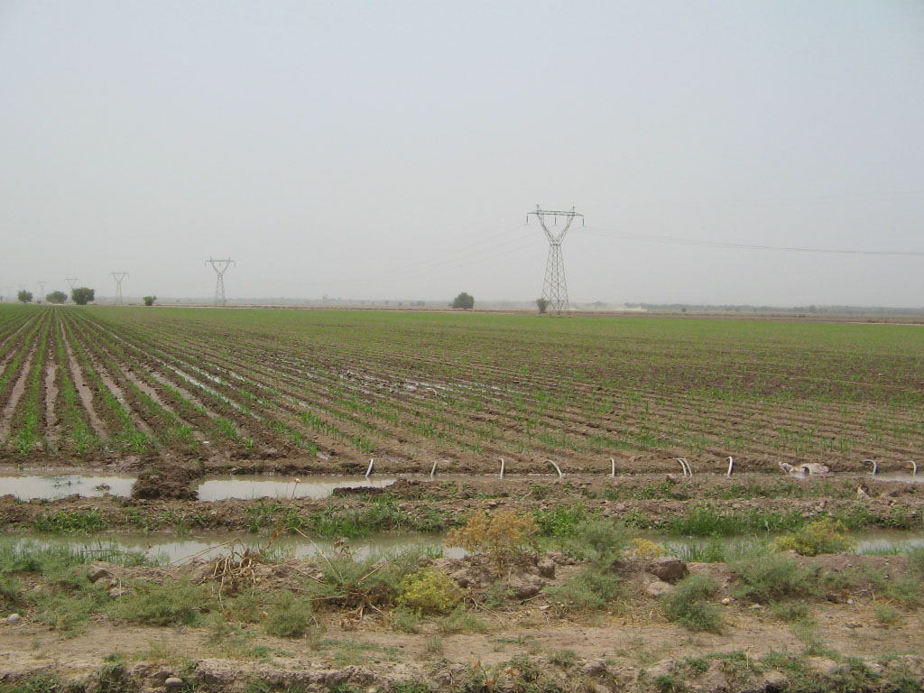 Между Дезфулем и Шушем, image of landscape/habitat.