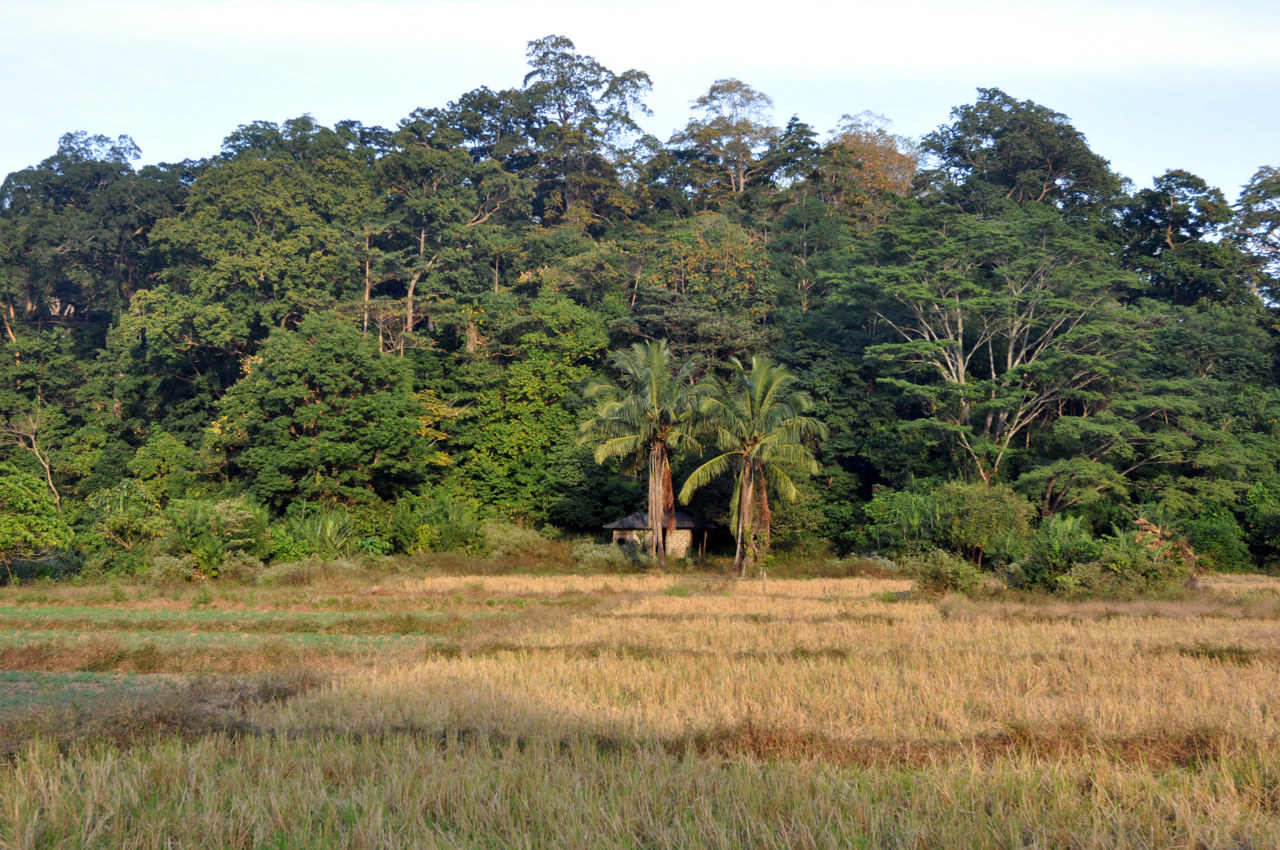 Окрестности города Диглипур, image of landscape/habitat.