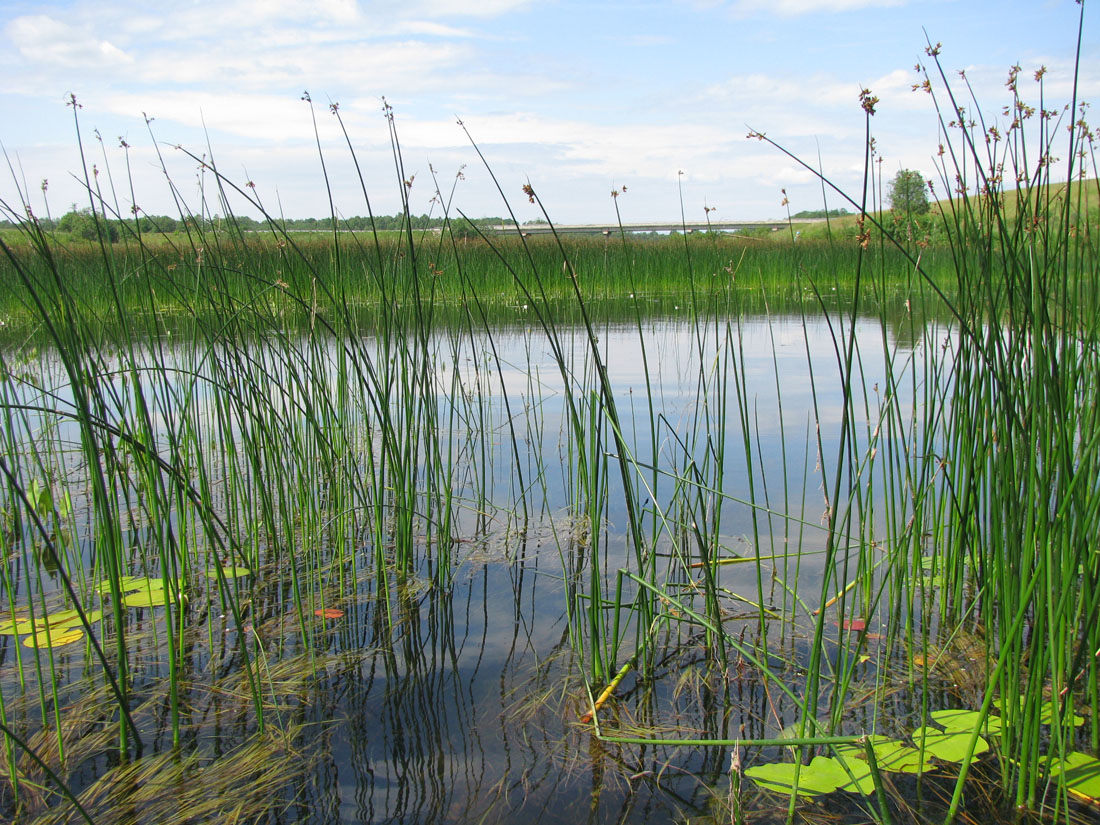 Корожечна у Масальского, image of landscape/habitat.