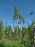 Станция Солга, image of landscape/habitat.