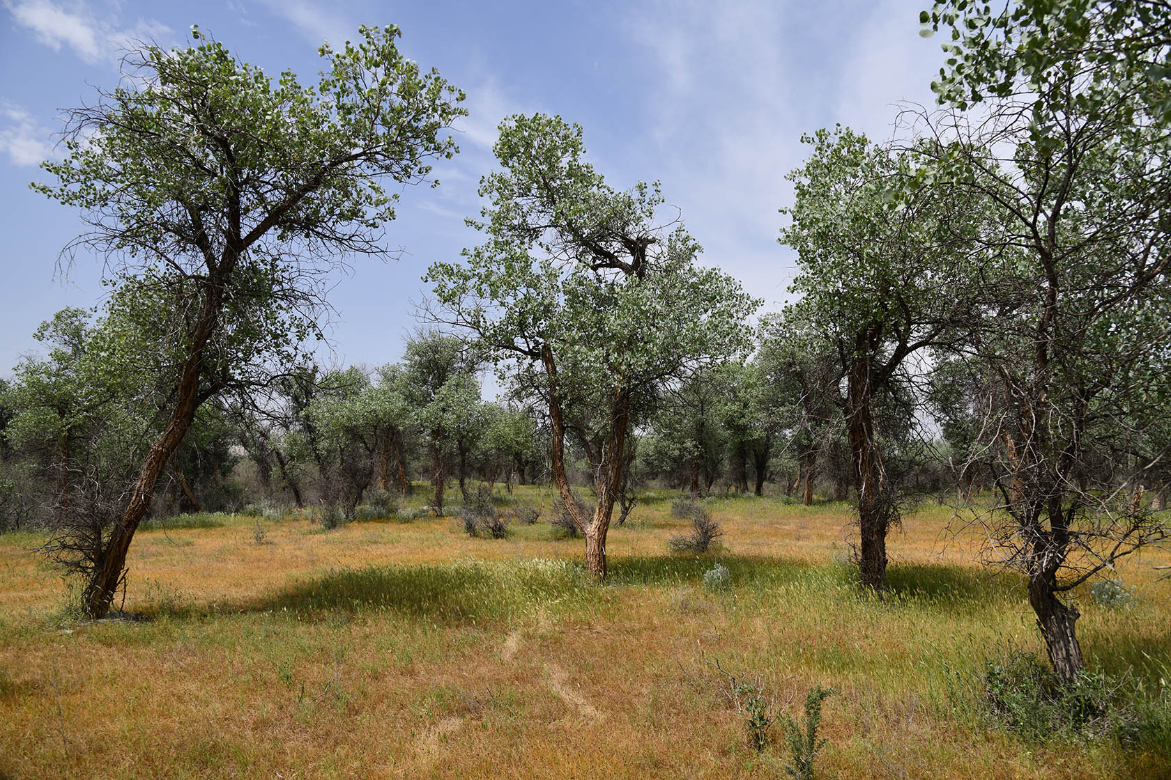 "Королевская дача", image of landscape/habitat.
