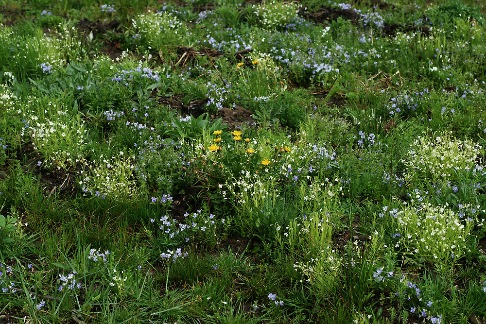 Окрестности Хрипани, image of landscape/habitat.