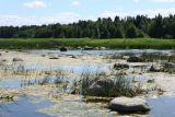 Шепелёвский маяк, image of landscape/habitat.