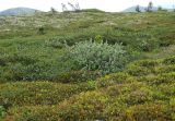 Image of landscape