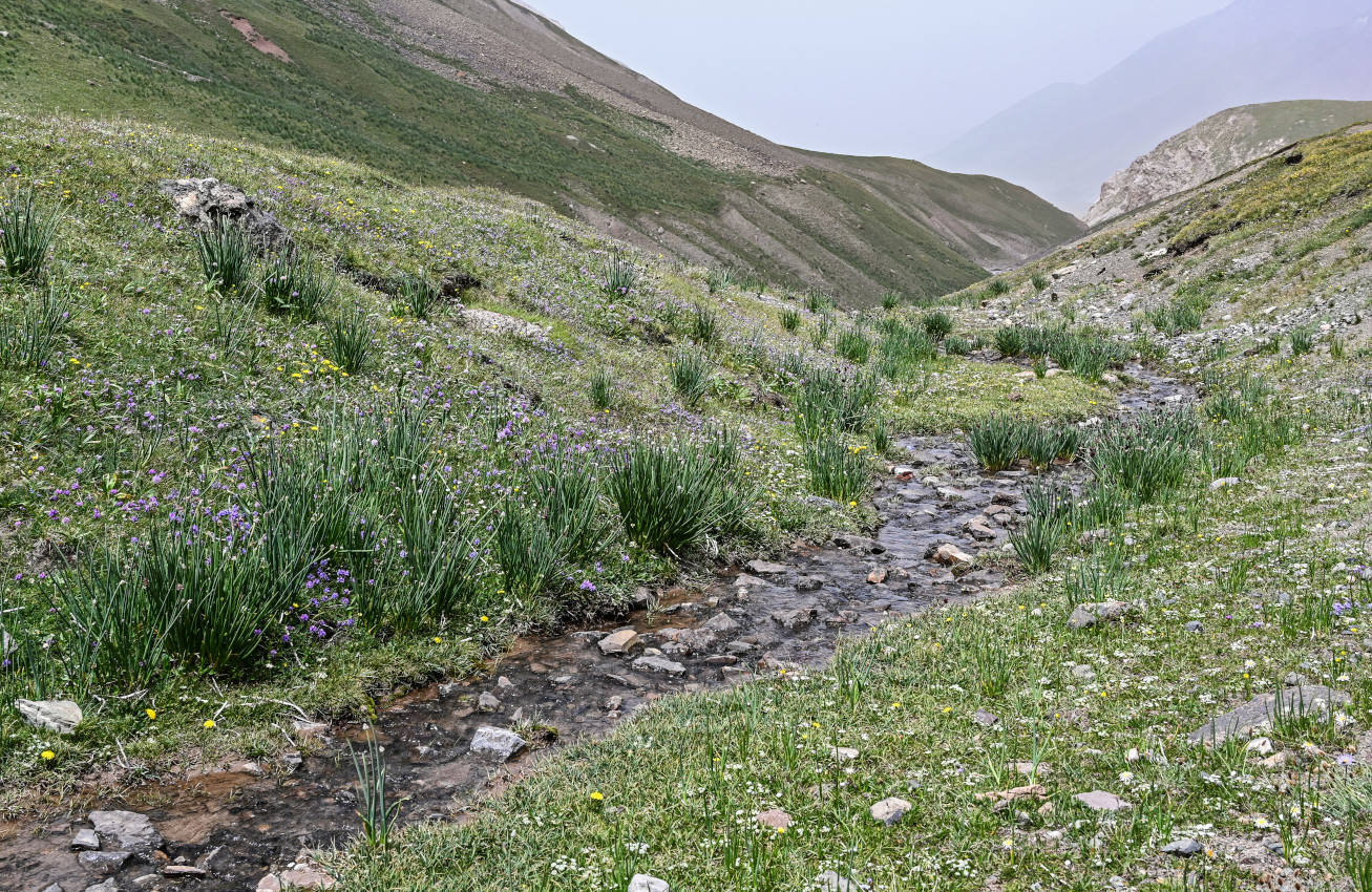 Луковая Поляна, image of landscape/habitat.