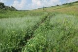 Калмыцкий Яр, image of landscape/habitat.