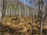 Урочище Торф, image of landscape/habitat.