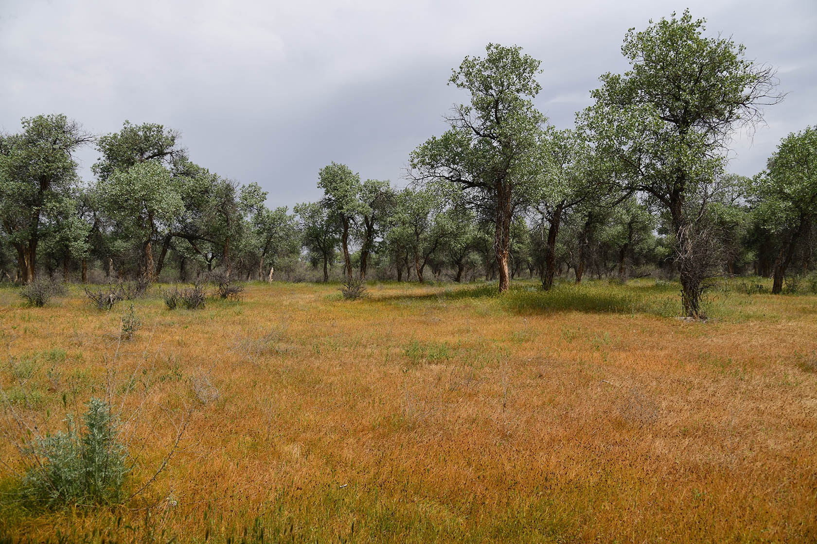 "Королевская дача", image of landscape/habitat.
