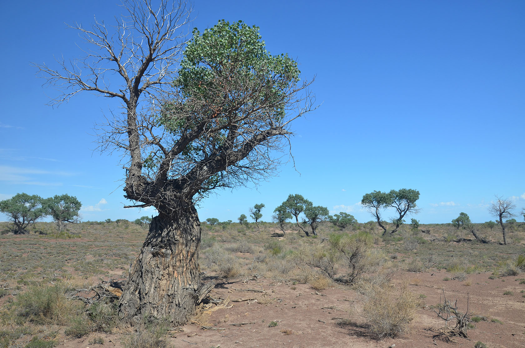 Алтын-Эмель, image of landscape/habitat.